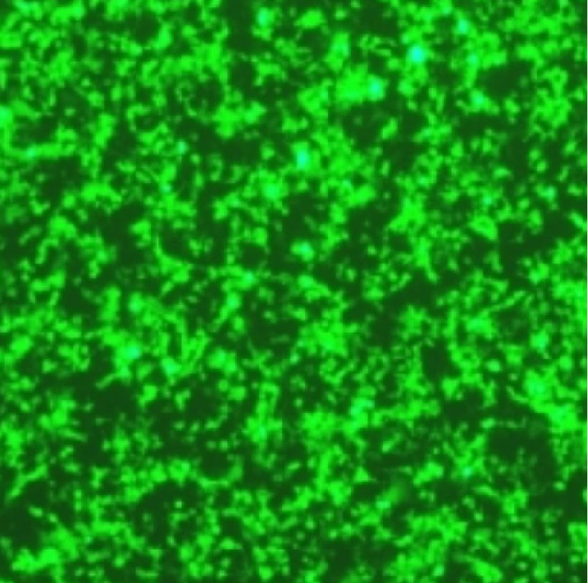 Hieff Trans™ Liposomal Transfection Reagent (Ver.2000) _ 40802ES