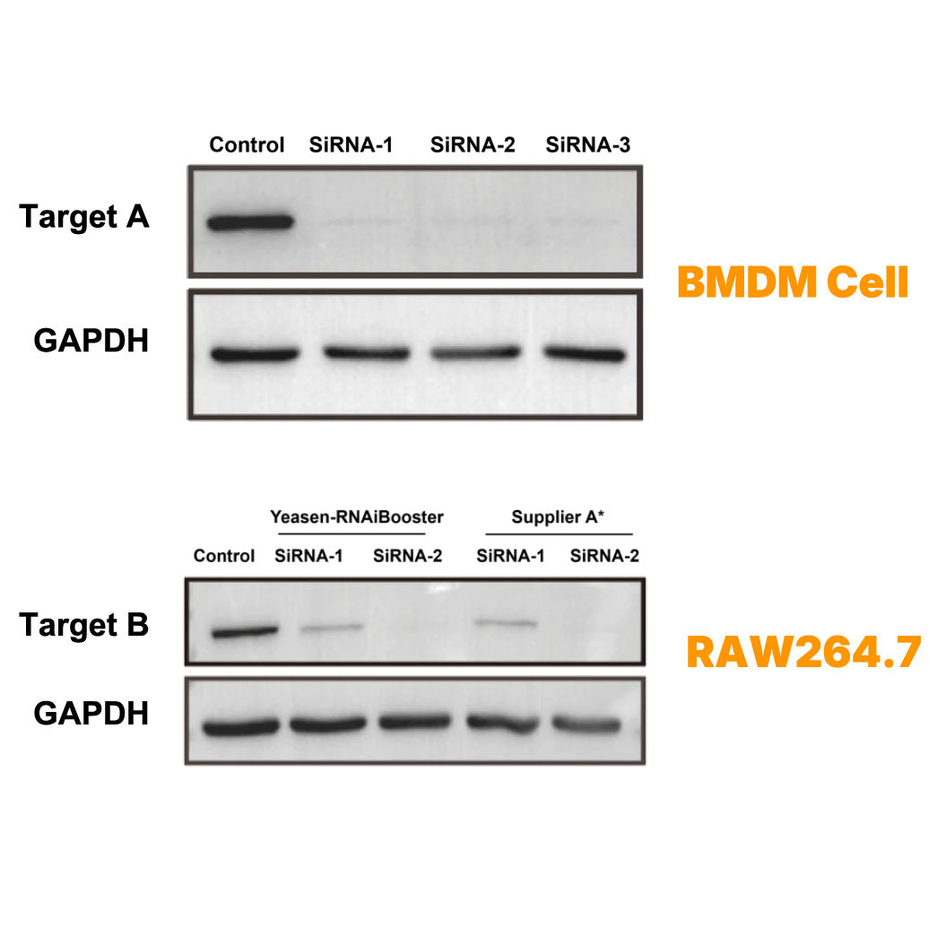 Hieff Trans™ RNAiBoost Transfection Reagent (RNAiMax alternative) _ 40807ES