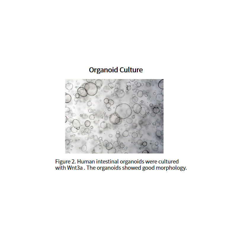 Proteína Wnt-3a humana recombinante _ 92276es