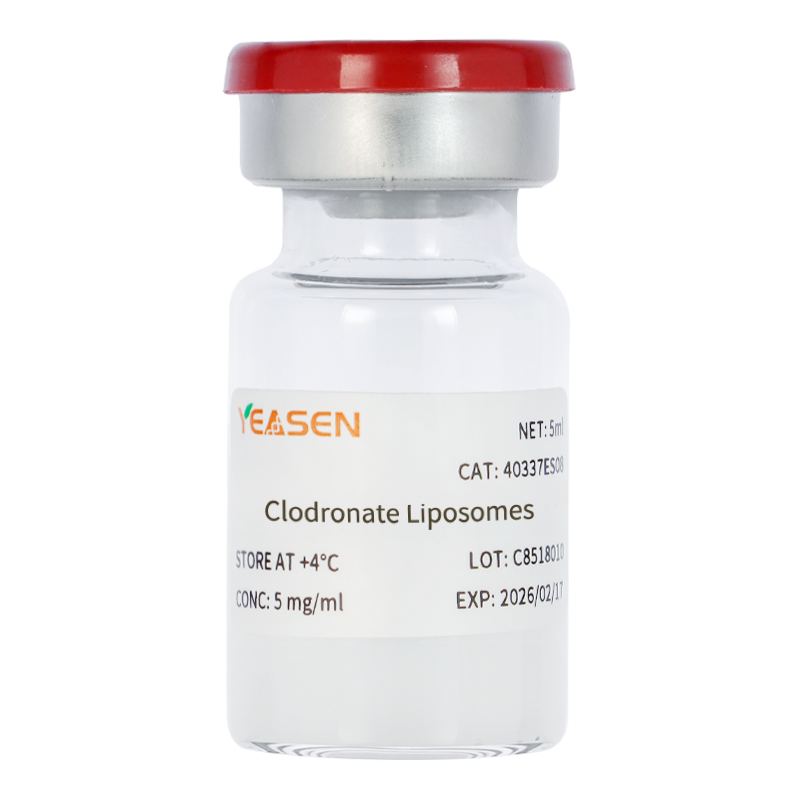 Liposomes de clodronate _ 40337ES