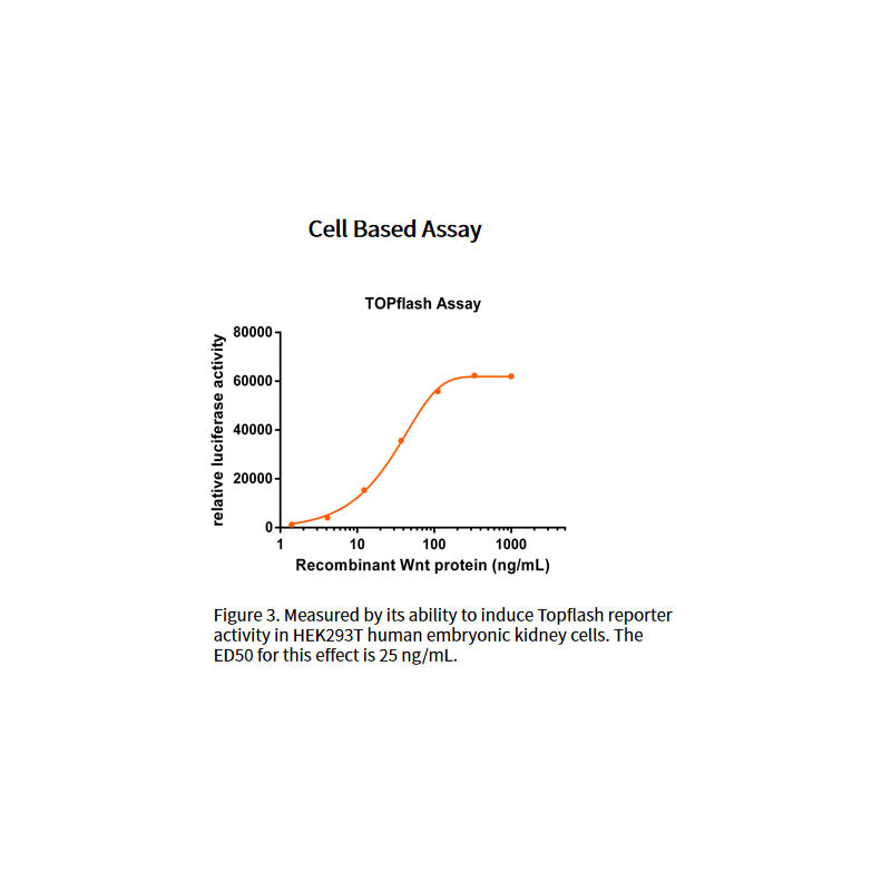 Protein Wnt-3A manusia rekombinan _ 92276es