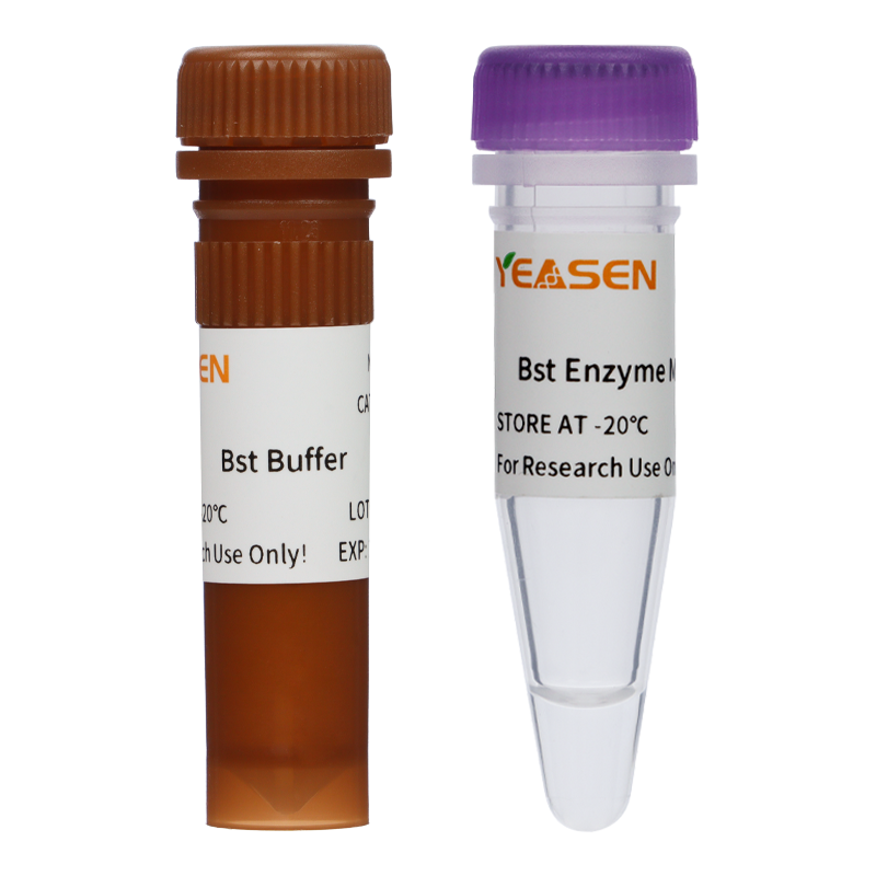 Kit de dosage de colorant RT-lampe (UDG plus) fluorescent-13762es