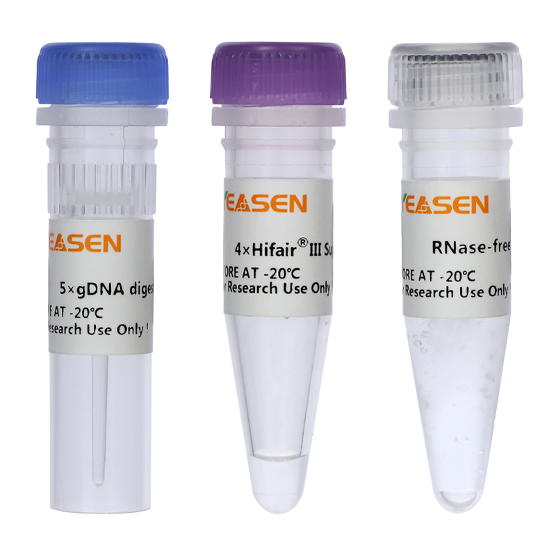 HIFAIR â„¢ III 1st Strand CDNA Sintesis Supermix untuk QPCR (GDNA Digester Plus)Â _Â 11141es