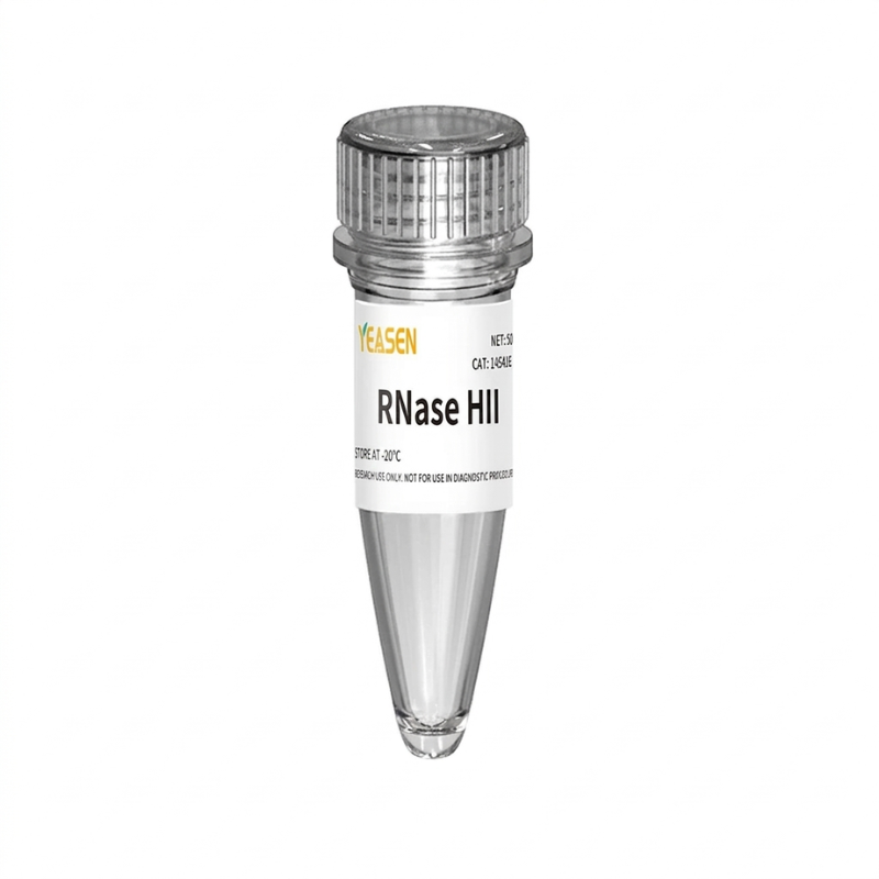 RNase HII, Glycerol-free(2 U/μL) _ 14541ES