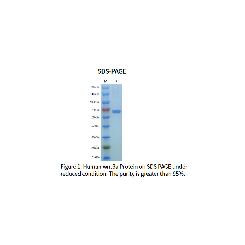 Proteína Wnt-3a humana recombinante _ 92276es