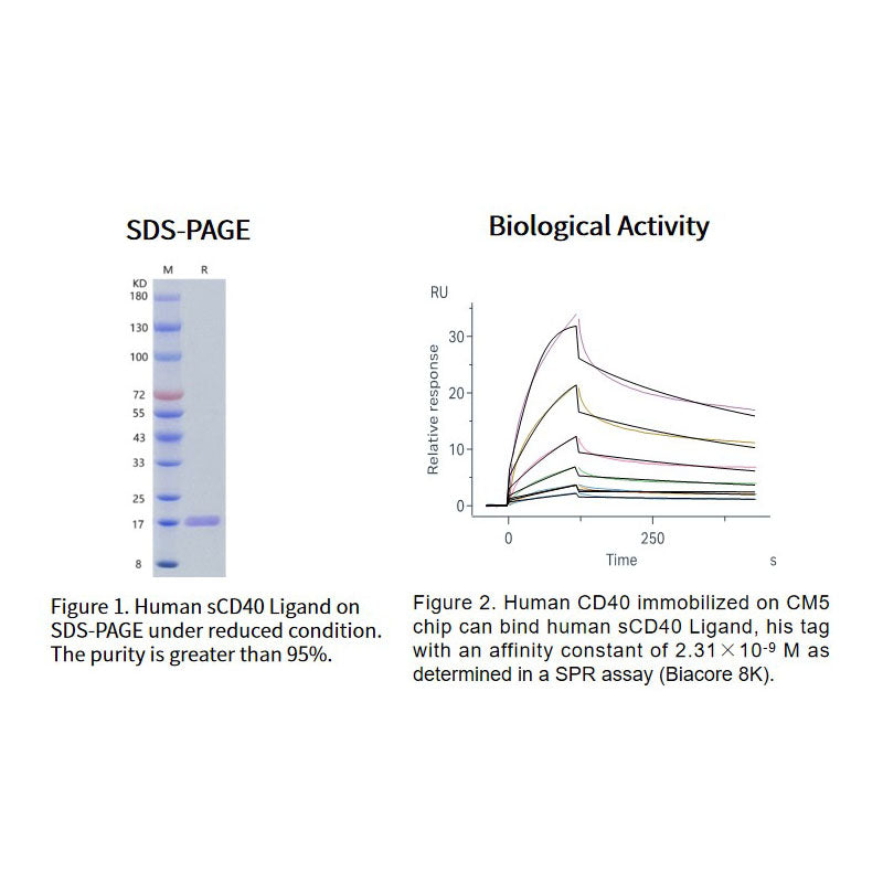 Protéine de ligand Human SCD40 recombinant, son étiquette _90606ES