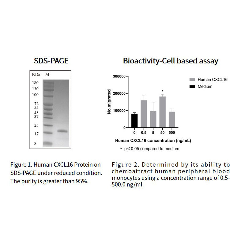 Proteína CXCL16 humana recombinante _91012es