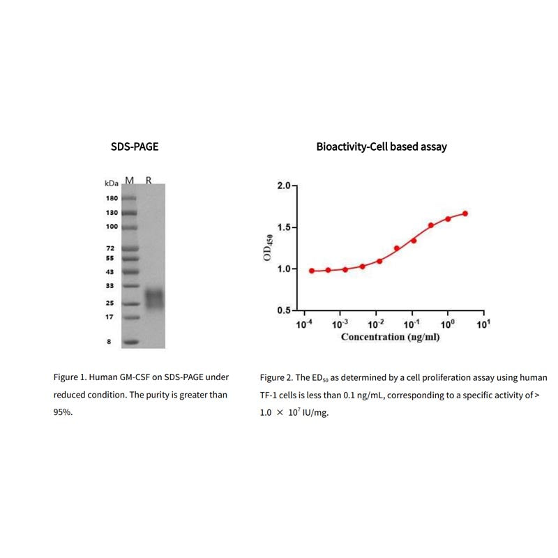 Proteína GM-CSF humana recombinante, HI S Tag _91113es