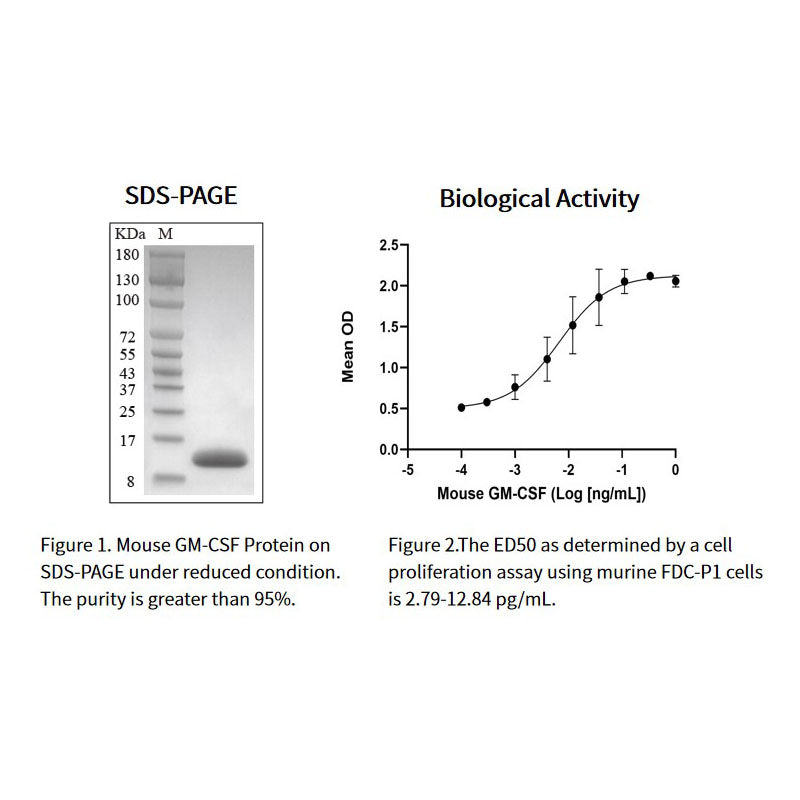 Recombinant Mouse GM-CSF Protein£ His Tag _ 91115ES