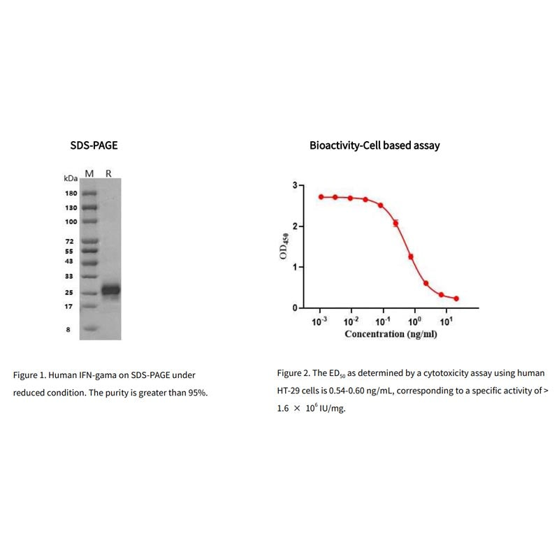 Protéine IFN-gamma humaine recombinante, son étiquette _ 91204ES