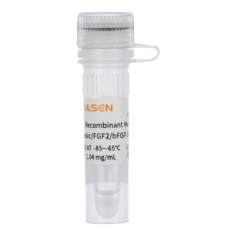 Recombinant Human FGF basic/FGF2/bFGF, GMP Grade _ 91341ES
