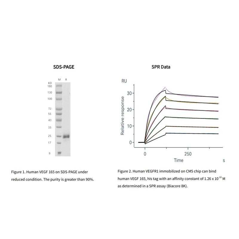 Proteína VEGF 165 humana recombinante, sua etiqueta _ 91502es