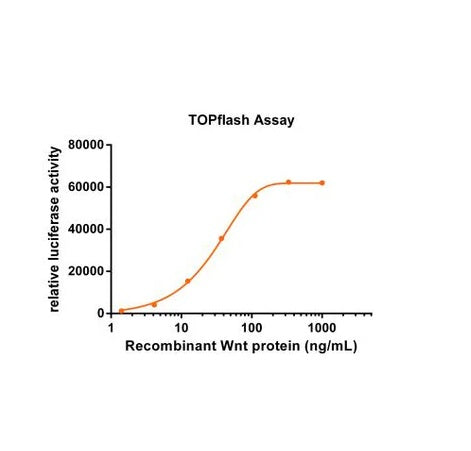 Recombinant Human Wnt-3a protein (Liquid) _ 92294ES