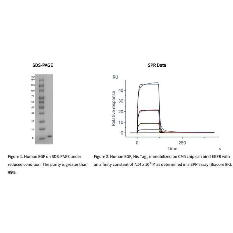 Rekombinant humant EGF -protein, hans tagg _ 92701es