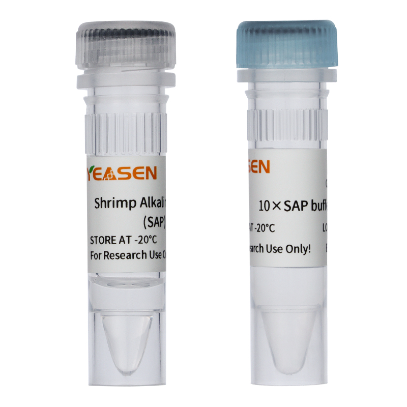 Fosfatase alcalina de camarão (SAP) (1 u/μl) _ 10322es