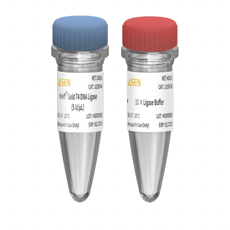 Hieff™ Gold T4 DNA Ligase (5 U/μL) _ 10300ES