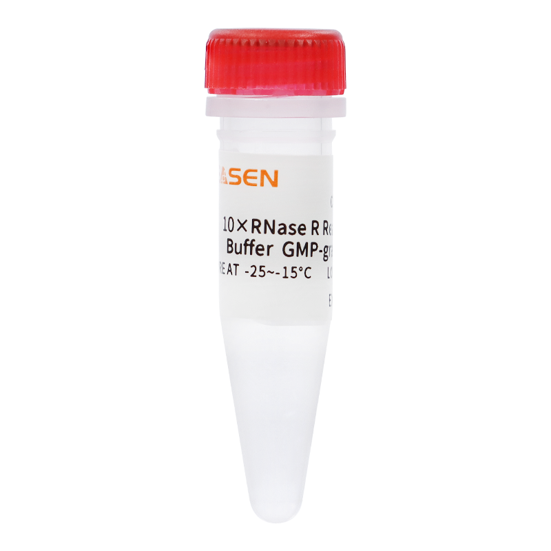 10 × RNase R Reaction Buffer GMP-grade _ 14616ES