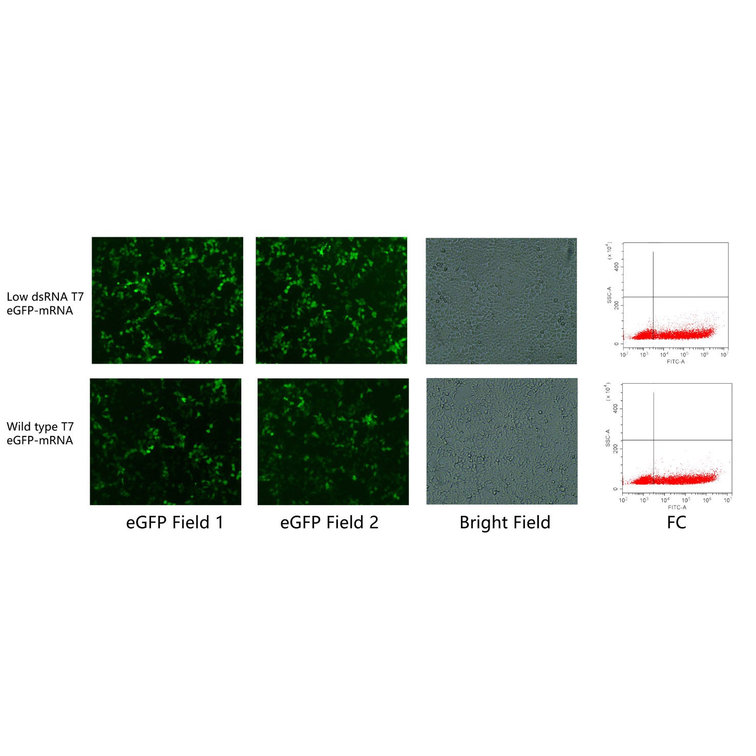 Hieff™ T7 RNA polymerase (low dsRNA,250 U/μL)_ 10628ES