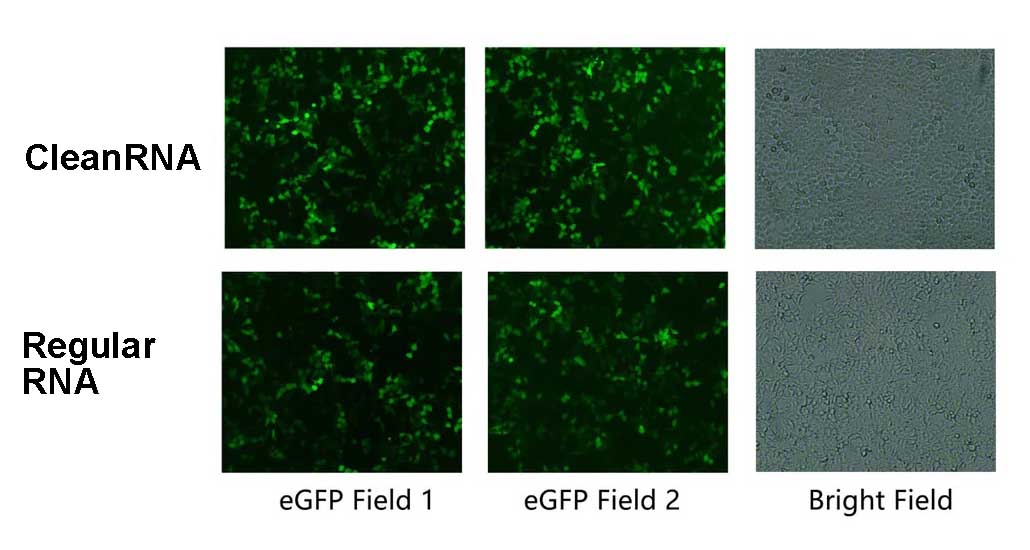 CleanRNA ™ EGFP-ARNm (faible ARNdb) _ N120012