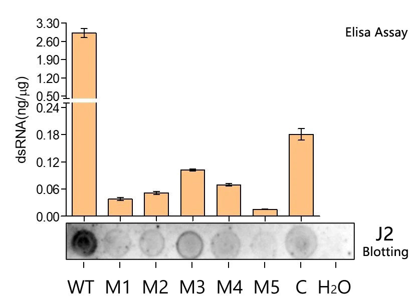 Doppelsträngige RNA (dsRNA) ELISA-Kit _36717es