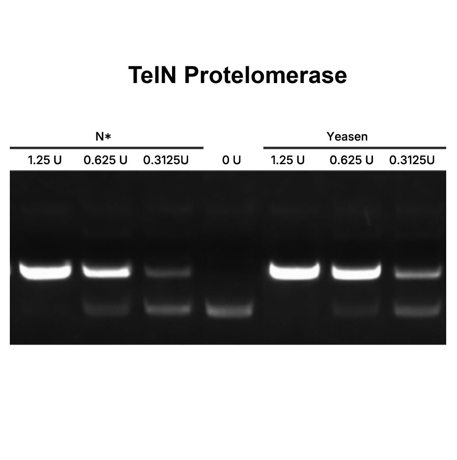 Teln-Protelomerase (5 U/μl) -14540es