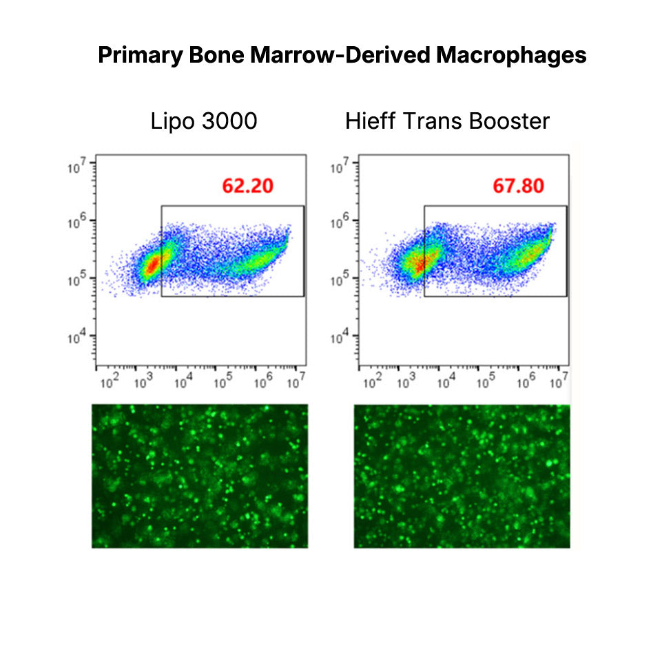 Hieff Trans™ Booster DNA/RNA Transfection Reagent _ 40801ES