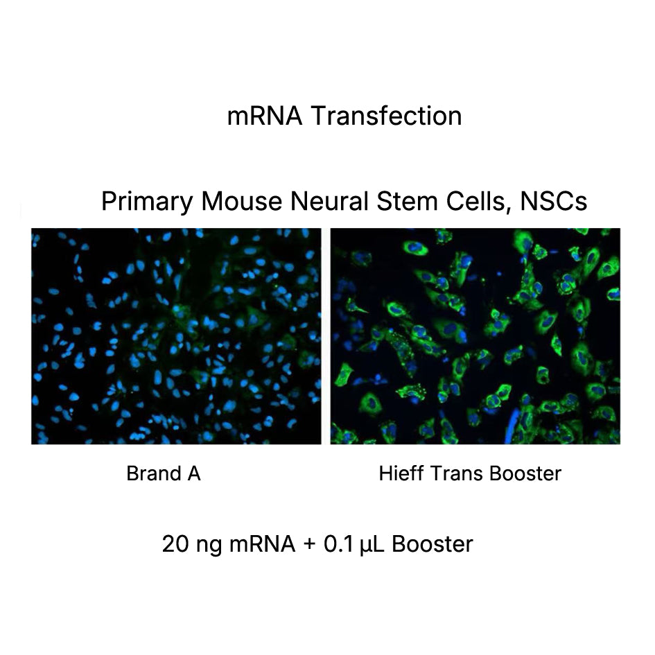 Hieff Trans™ Booster DNA/RNA Transfection Reagent _ 40801ES