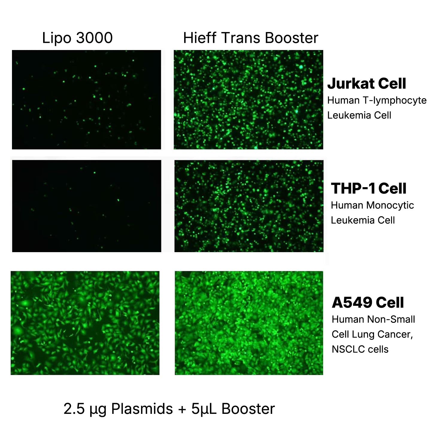 Hieff Trans™ Booster DNA/RNA Transfection Reagent _ 40801ES