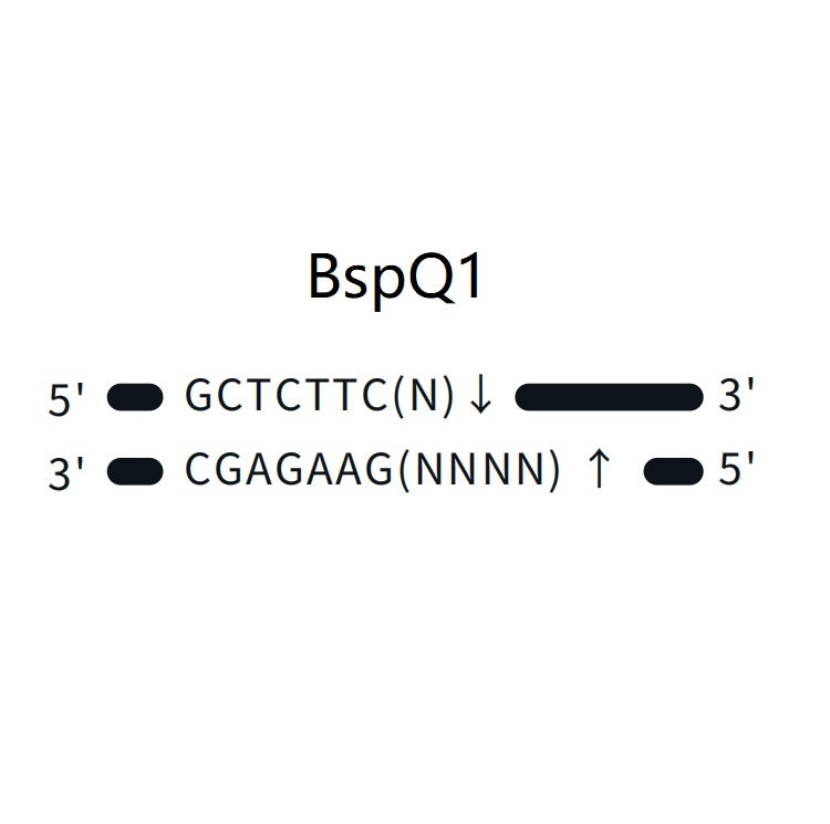 Funicut ™ BSPQI GMP -Grad (10 u/μl) -10664es