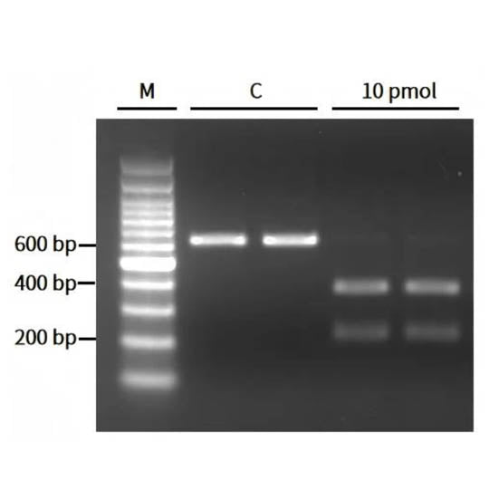 Nucleasi ARCAS12A (10 μm) _ 14702ES