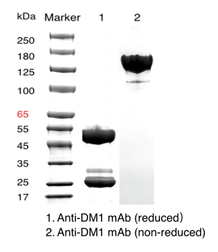 anti-DM1 الماوس mab _ 31901es