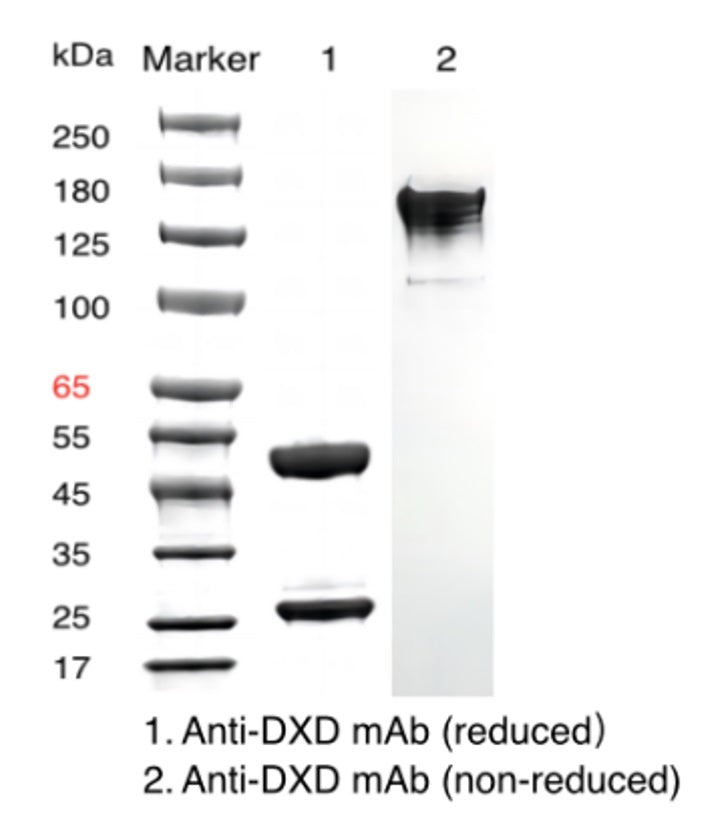 anti-dxd mouse mab _ 31902es