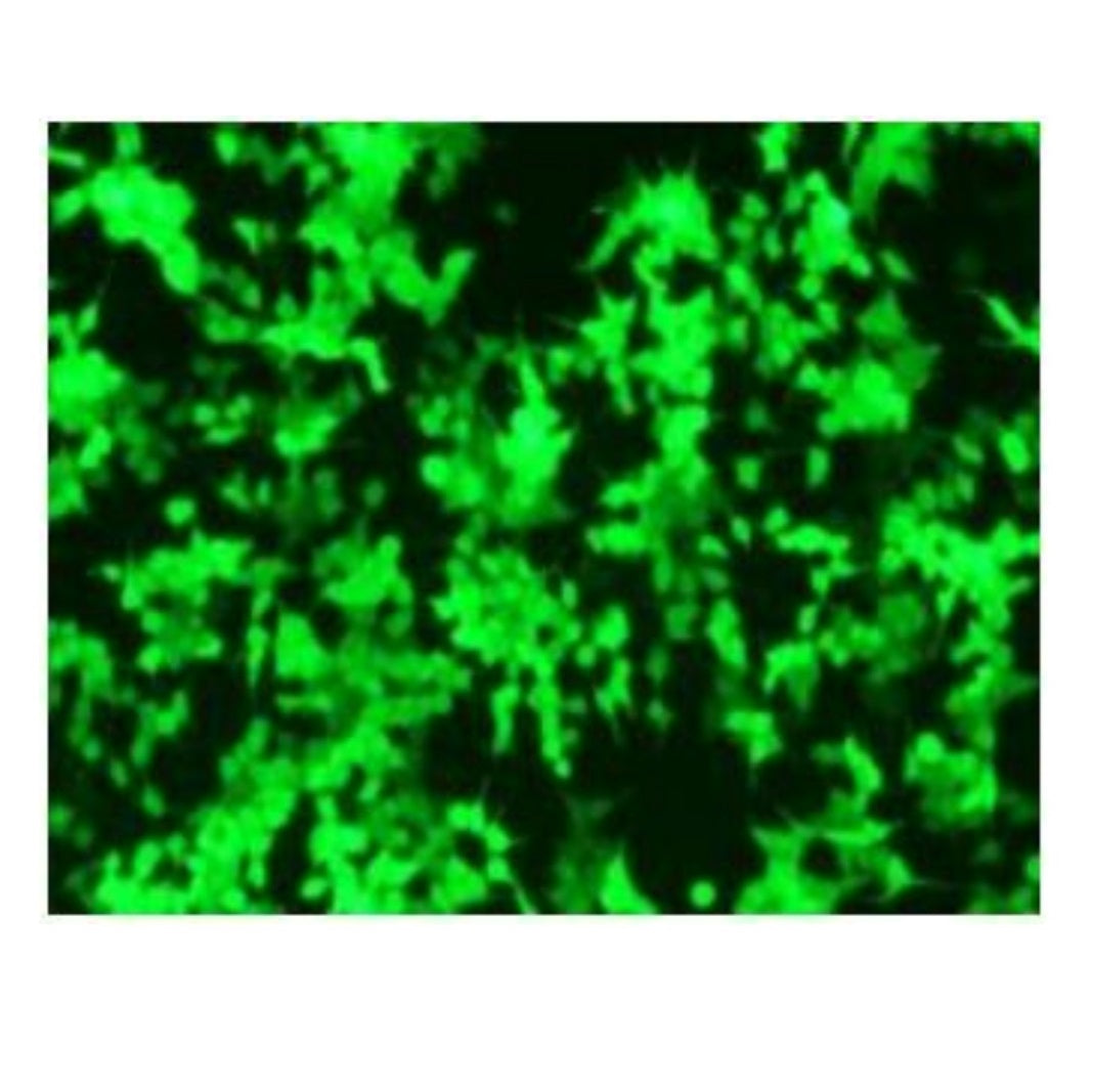CleanRNA ™ EGFP-mRNA (lage dsRNA) _ N120012
