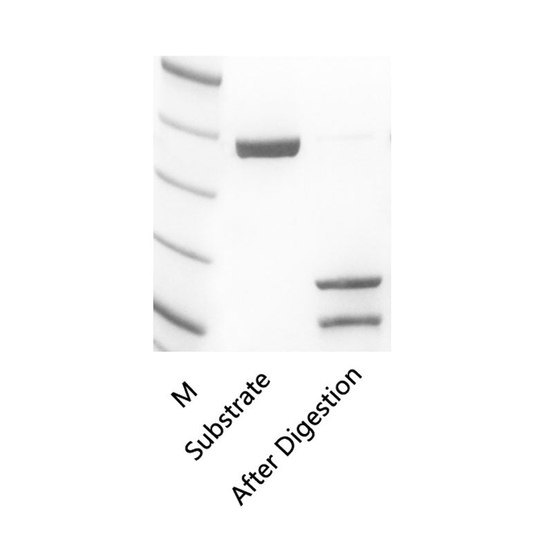 Entérokinase recombinante, concentration élevée, exprimée en e.coli.  _ 20401ES