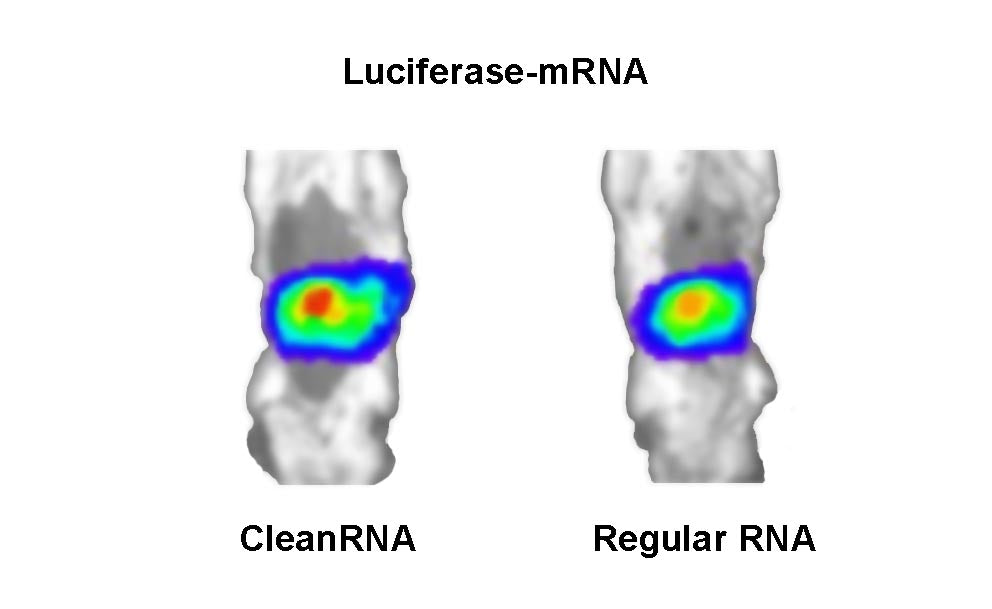CleanRNA ™ Firefly Luciferase-ARNm (faible ARNdb) _ N120011