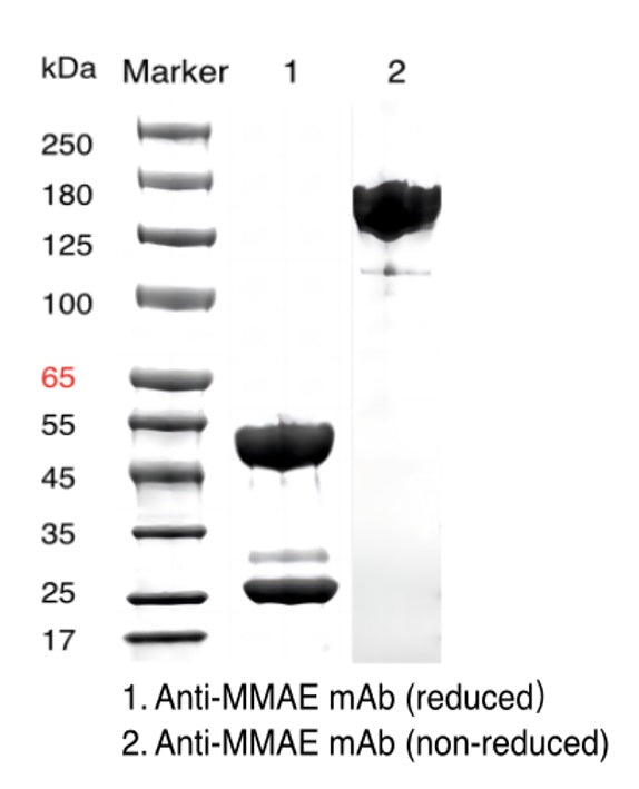 항-MMAE 마우스 mAb _ 31903ES
