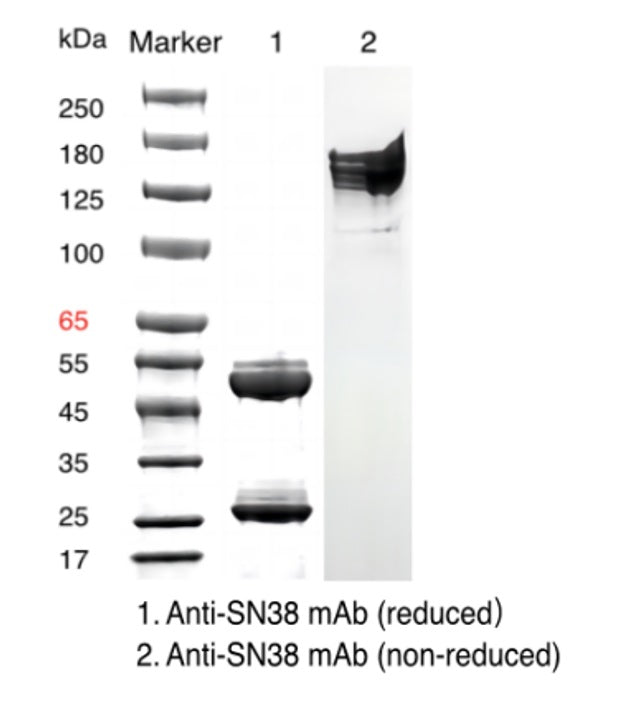 MAB de souris anti-SN38 _ 31905ES