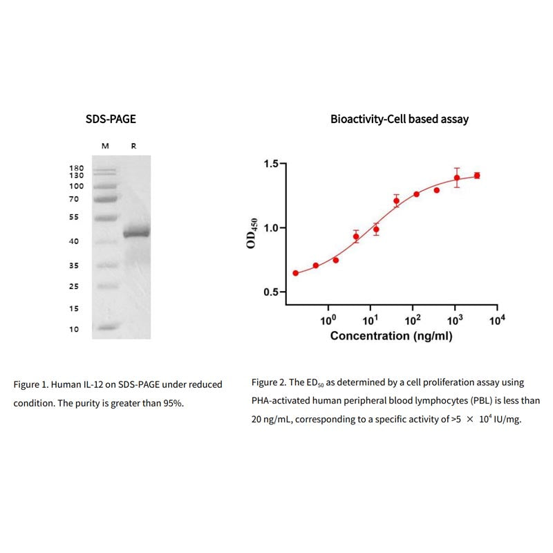 Proteína IL-12 humana recombinante, sua etiqueta _90200es
