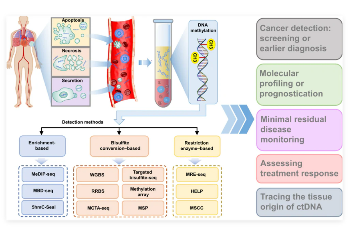 Demystifying cfDNA Methylation Library Prep: ssDNA vs. dsDNA Strategies