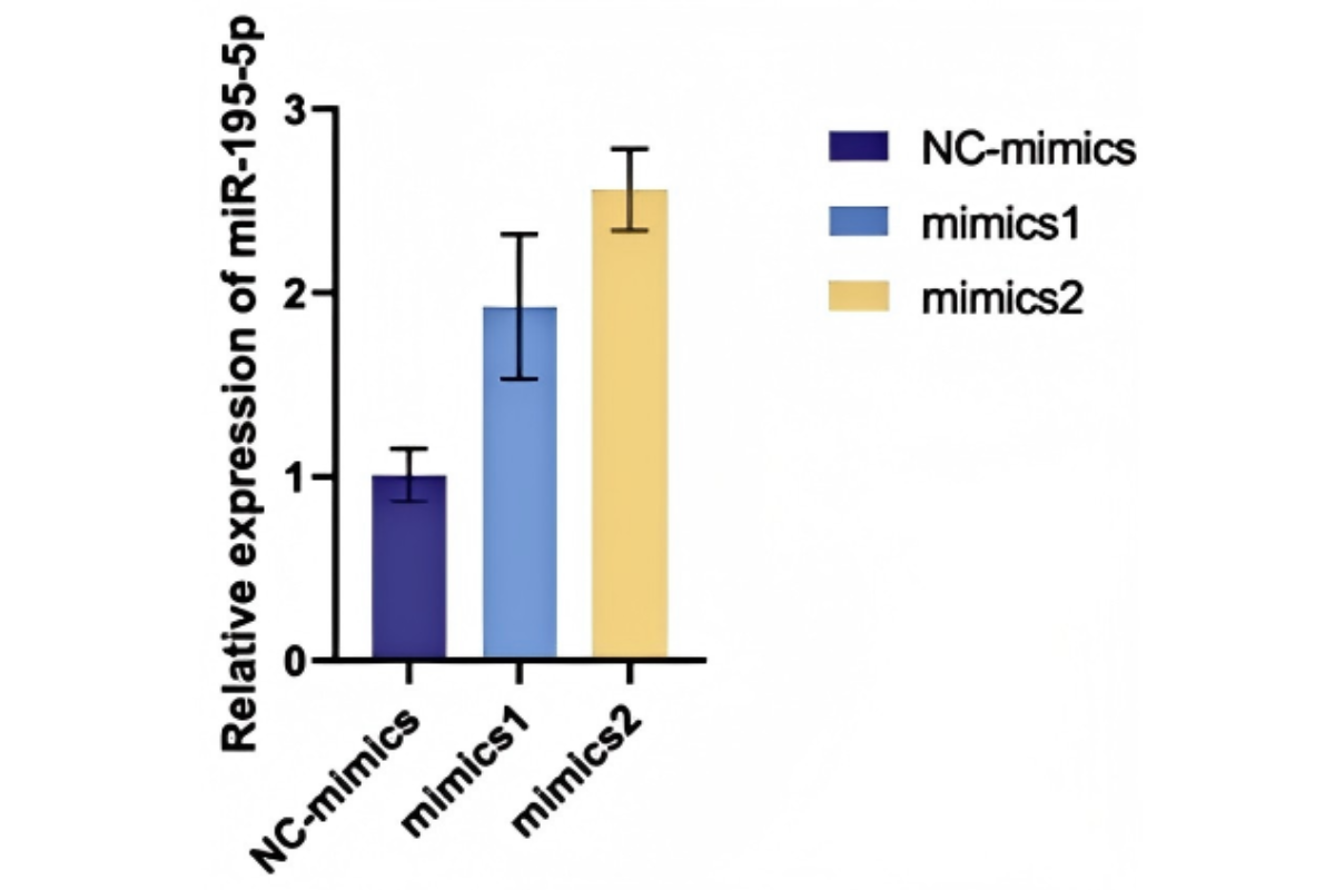 Cell Transfection | HePG2 (Human hepatocellular carcinoma cells) Cells Transfection – miRNA