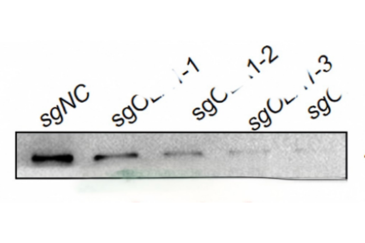 Cell Transfection | MDA-MB-231 (MD Anderson-Metastatic Breast-231) Cells Transfection – sgRNA