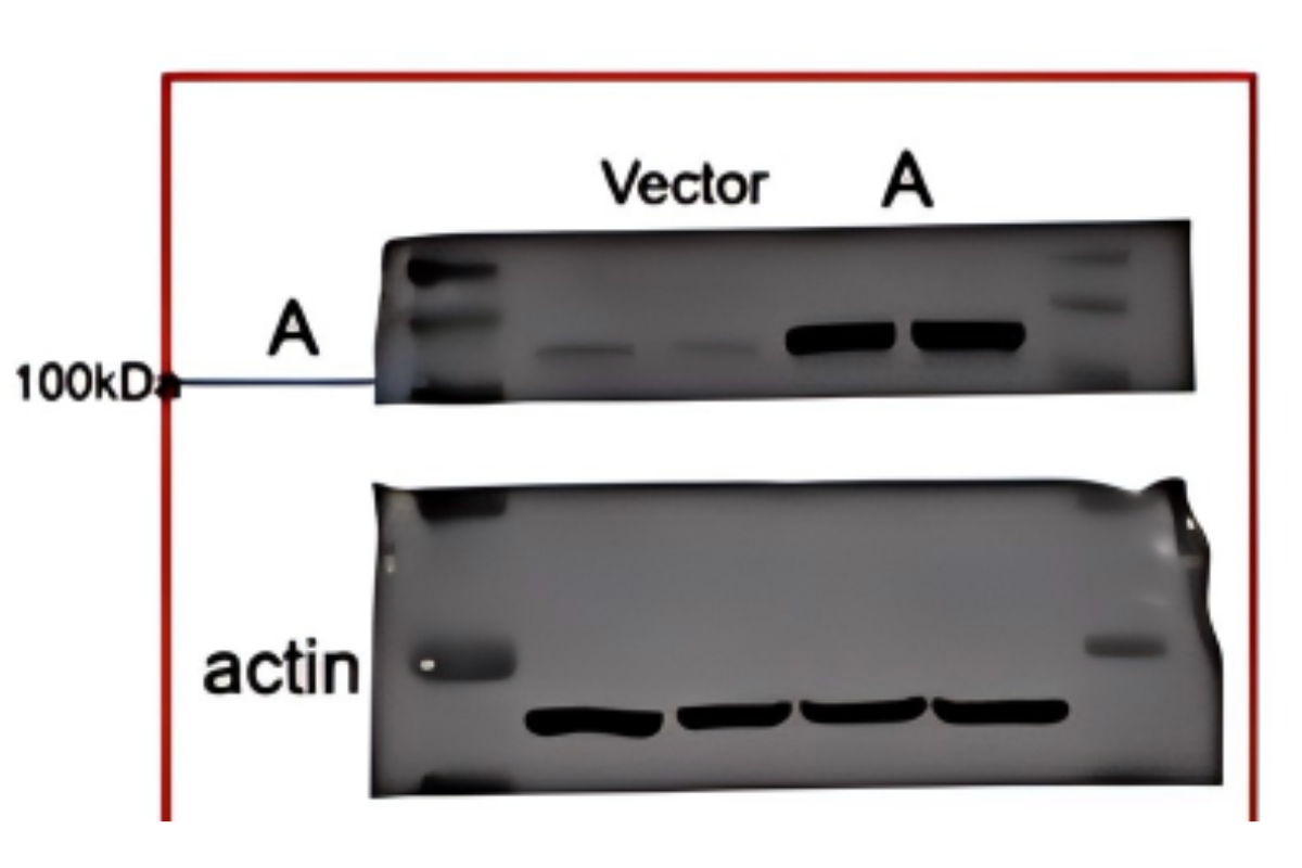 Cell Transfection | Transfection of C17.2 Mouse Neural Stem Cell -DNA