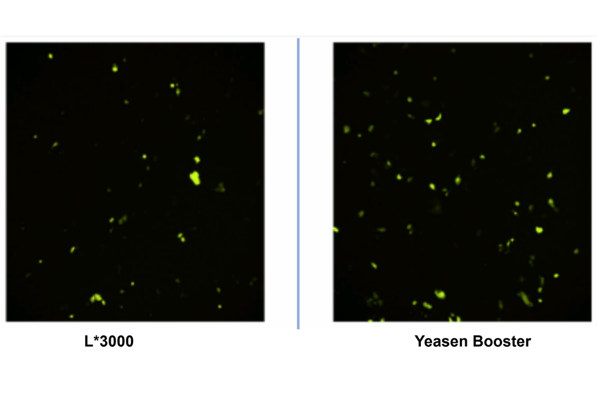 Cell Transfection | Transfection of HaCaT human keratinocytes Cell-DNA