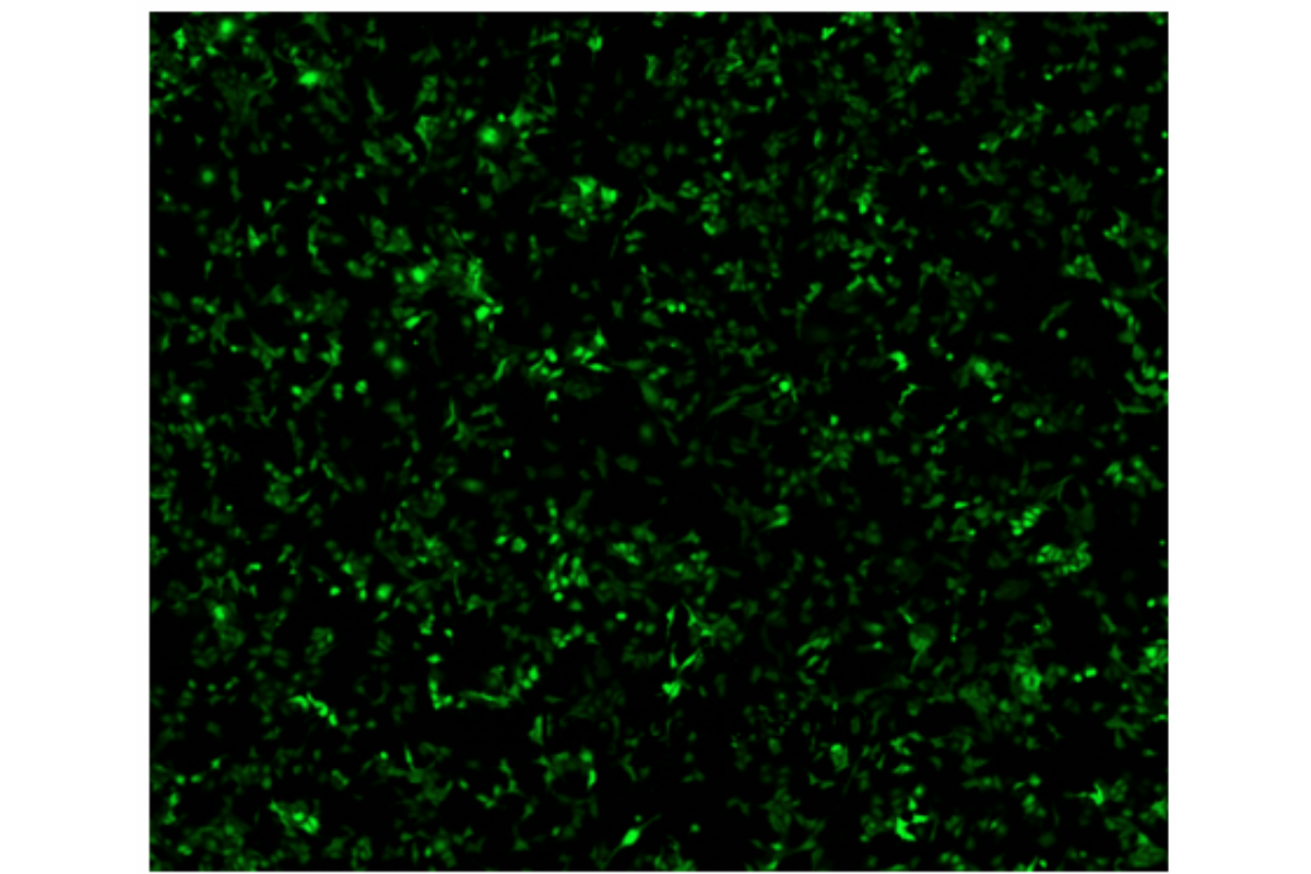 Cell Transfection | Transfection of HMC3 human microglial Cell-DNA