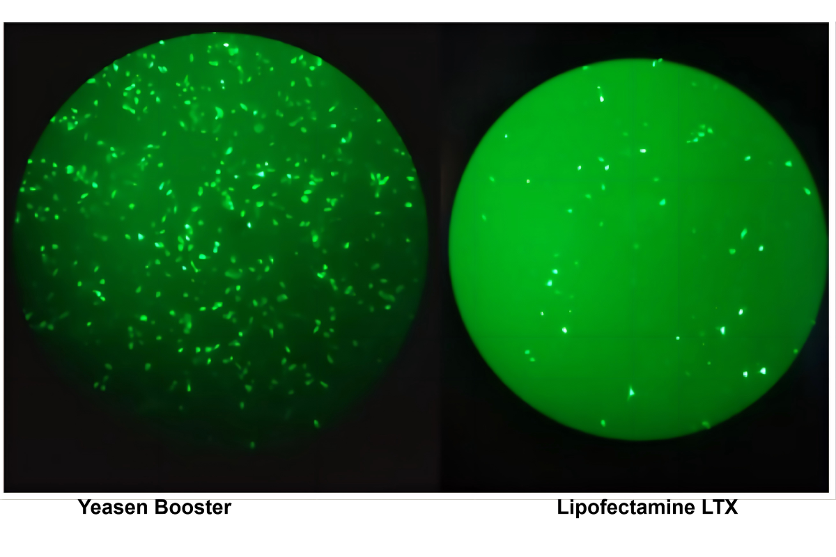 Cell Transfection | Transfection of PAMs(Porcine Alveolar Macrophages)-DNA