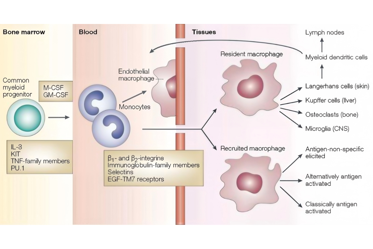 Macrophages and In Vitro/In Vivo Research Strategies
