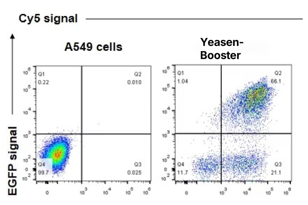 Cell Transfection | A549 (Human non-small cell lung carcinoma cells) Cells Transfection – mRNA