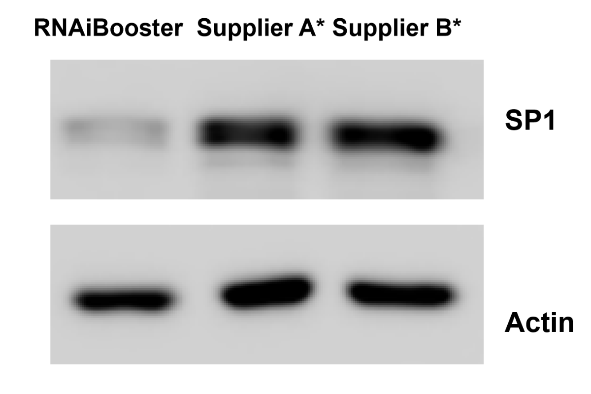 Cell Transfection | RAW264.7 (Mouse monocyte/macrophage cell) Cells Transfection – siRNA