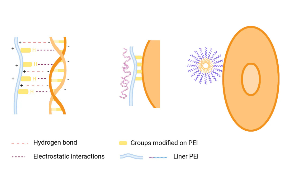 Revolutionary PEI-Mediated Gene Delivery for Superior Transfection Efficiency