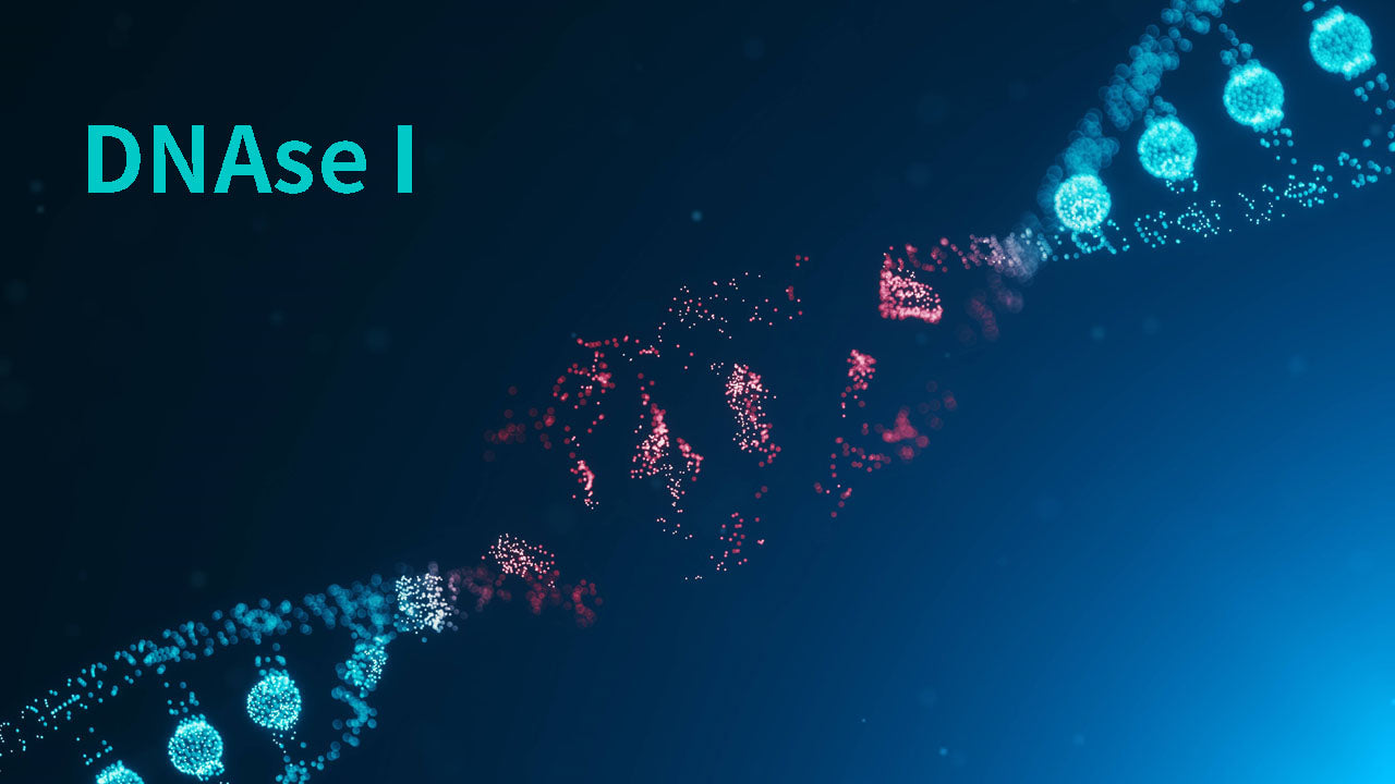 DNase I Applications
